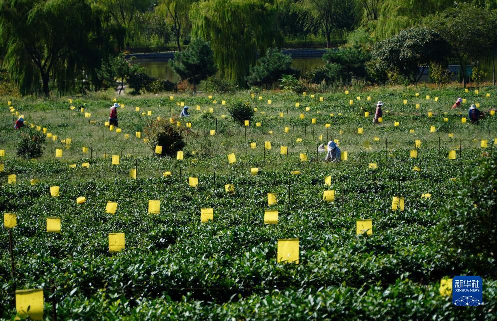 白菜通下载